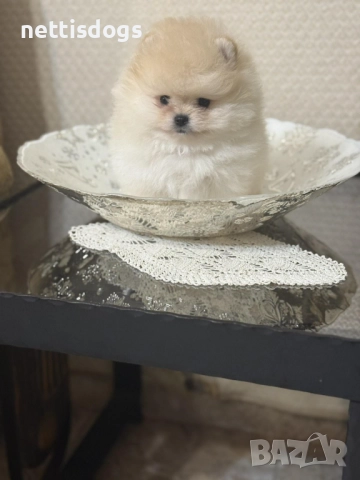 Уникални Мини Померани с родословие, снимка 4 - Померан - 48613576