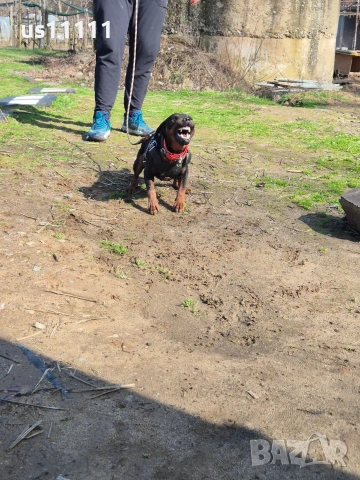 Елитен мъжки ягдтериер за разплод , снимка 3 - Ягдтериер - 53583763