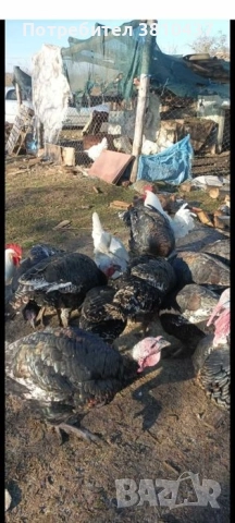 продавам пуйки и пуяци цена 120 ЛВ за Брой, снимка 2 - За птици - 52249636