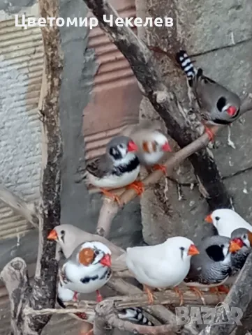 Зеброви амадини(финки), снимка 3 - Амадини - 36593321