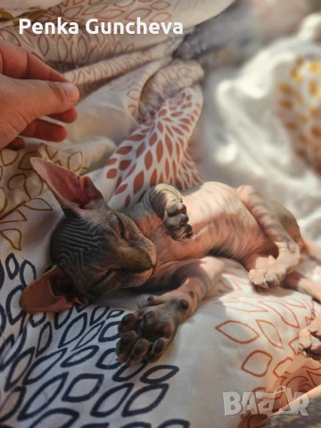 Канадски Сфинкс, снимка 8 - Сфинксове - 51349169