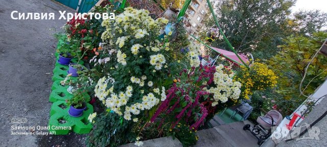 Продавам семена декоративен Щир, снимка 2 - Сортови семена и луковици - 39595794