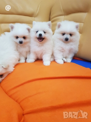 Померан померанчета снимки от днес 13.12.2025г Гр. София , снимка 6 - Померан - 52775963