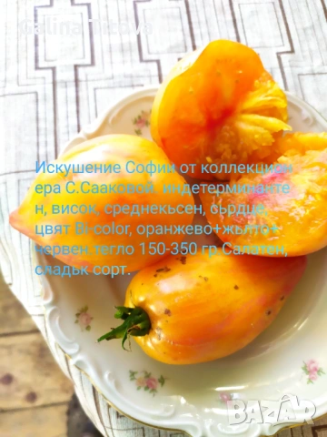 Продавам семена домати 55 сорта, снимка 13 - Сортови семена и луковици - 53097136