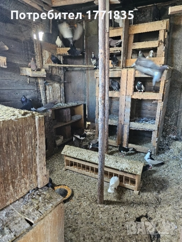 продавам гълъби на куп, снимка 9 - Гълъби - 49424583