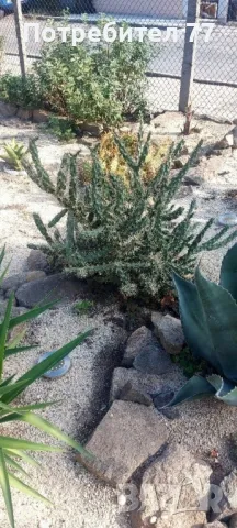 Различни видове студоустойчиви кактуси, снимка 7 - Градински цветя и растения - 48893287