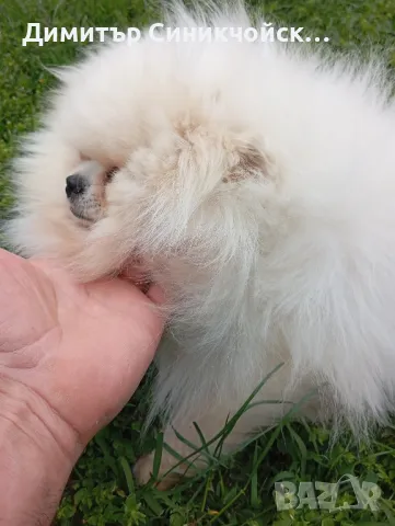 померан , снимка 1