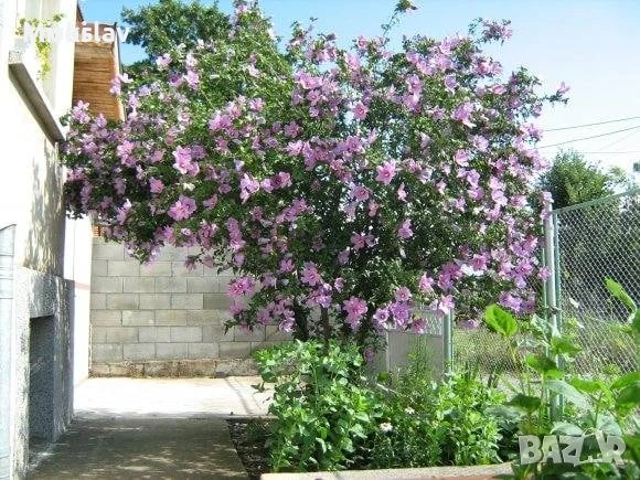 Хибискус Кичест 4 налични цвята, снимка 3 - Градински цветя и растения - 50890162