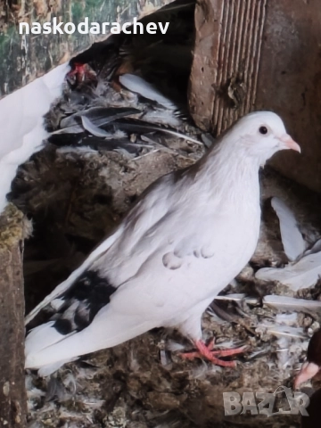 Гълъби на въртене - преметачи различни цветове, т.нар. поморийски ролери , снимка 10 - Гълъби - 52409994