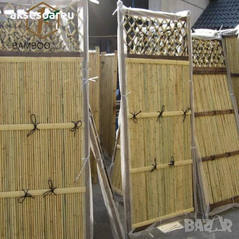 100 броя семена от декоративен бамбук Moso Bamboo зелен МОСО БАМБО за декорация и дървесина, снимка 11 - Сортови семена и луковици - 37711749