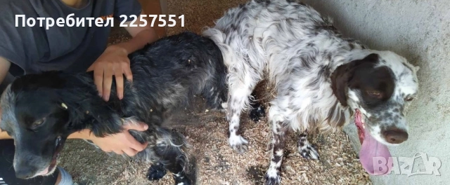 Английски сетер , снимка 5 - Английски сетери - 52481491