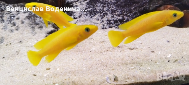 Продавам Цихлиди , снимка 2 - Рибки - 53512861