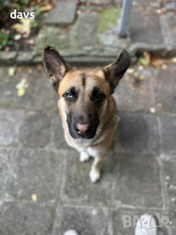 Страхотен Шарено-Очко търси Дом, снимка 13 - Други - 52578048