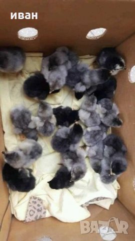 Оплодени яйца от Синьо Брезе, снимка 4 - други­ - 21016170