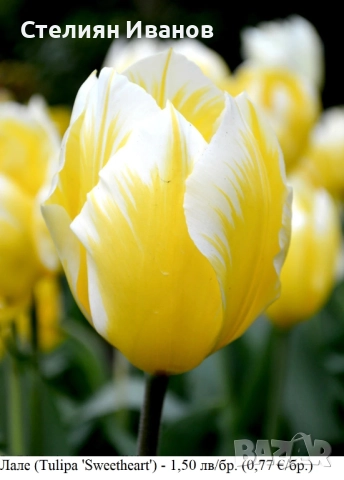 СОРТОВИ ЛАЛЕТА – ЛУКОВИЦИ - част 2, снимка 12 - Сортови семена и луковици - 52372863