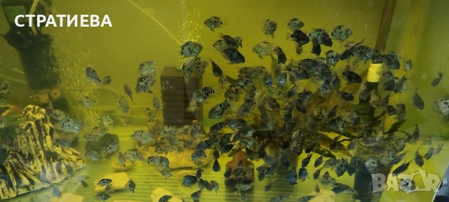 Цихлиди Син Папагал, снимка 4 - Рибки - 52932550