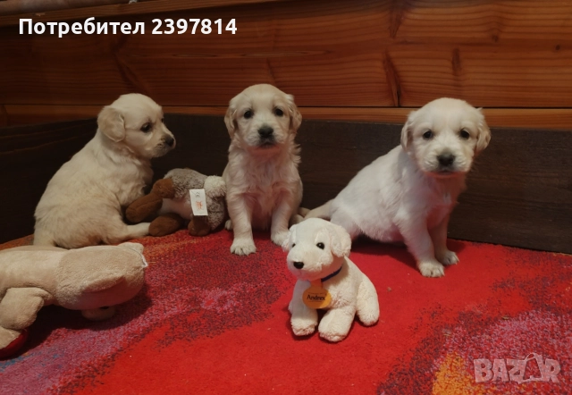 Голдън ретривър , снимка 13 - Голдън ретривър - 52842514