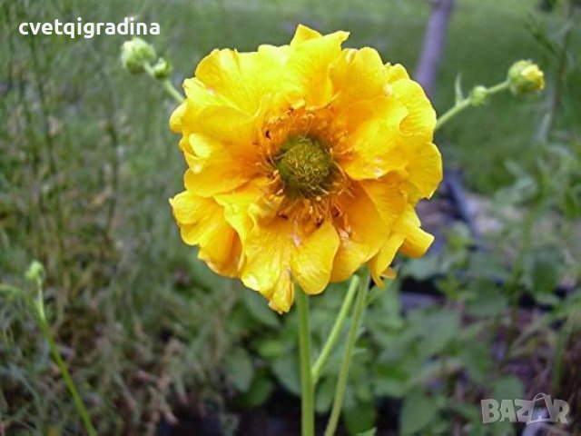 GEUM chiloense Goldball(Геум Златна топка), снимка 3 - Градински цветя и растения - 43906032