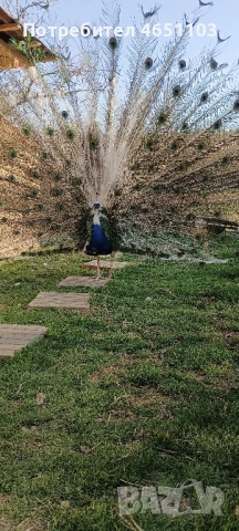 Черен петък ,пауни - арлекин, снимка 5 - други­ - 52416398