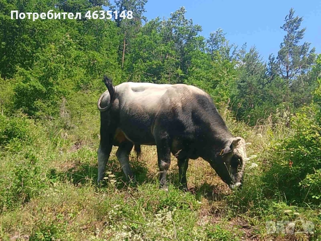 Телета, бици, снимка 3 - Крави - 52205533