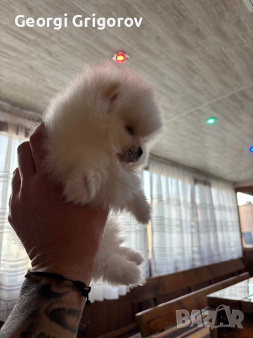 Момиче, снимка 6 - Померан - 53555954