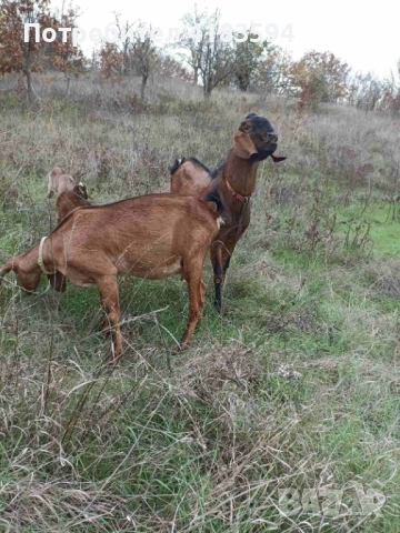 Свободни 4бр.