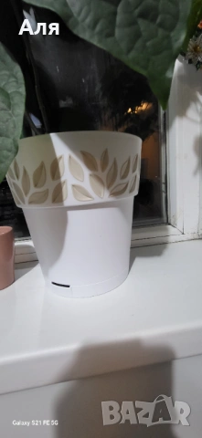 Клеродендром , снимка 5 - Стайни растения - 53113895