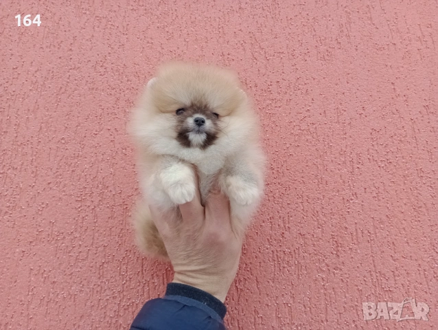 Померани. Реални снимки от 02.02.26 г. Различни възрасти!, снимка 8 - Померан - 53316084