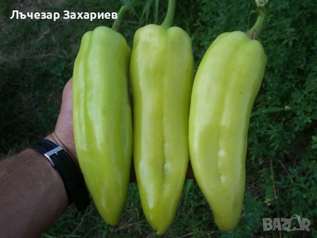 Сменена от слонско ухо, бело ухо, магарешко ухо, екстаза, романса, делфина, бокур/камба/, фатима, пр, снимка 5 - Домашни продукти - 39481486