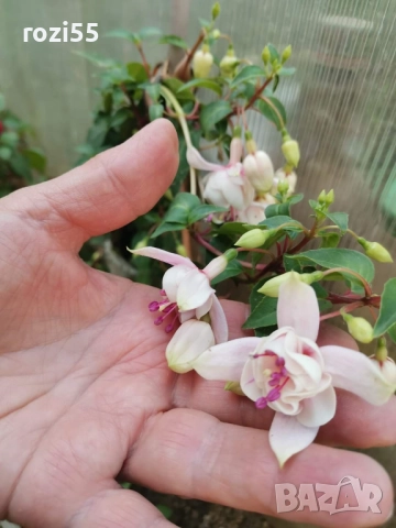 Не вкоренени резници от градинска фуксия, снимка 7 - Градински цветя и растения - 52544012