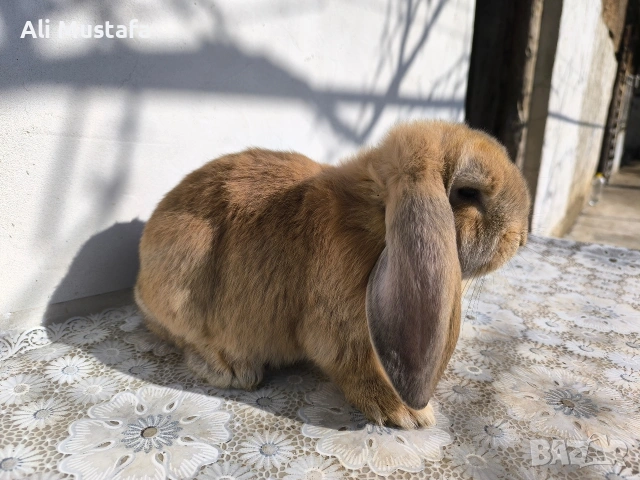 МЪЖКИ кочовати зайци , снимка 3 - Други - 53465684