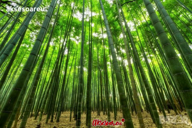 100 броя семена от декоративен бамбук Moso Bamboo зелен МОСО БАМБО за декорация и дървесина, снимка 16 - Сортови семена и луковици - 37711749