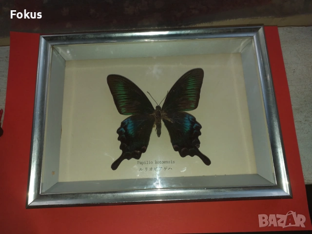 Пеперуда в рамка N3