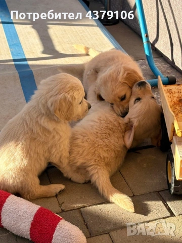 Голдън ретривър  момченце родословен баща