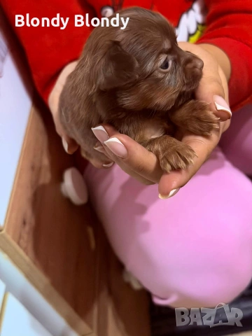 Кучета Чихуахуа Мини пинчер , снимка 7 - Чихуахуа - 53598696