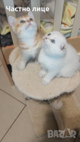 Британец златна чинчила за разплод , снимка 16 - Чинчили - 38819551