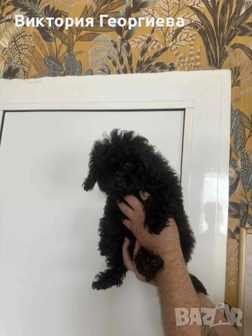 Мини Пудел , снимка 4 - Пудели - 53316077