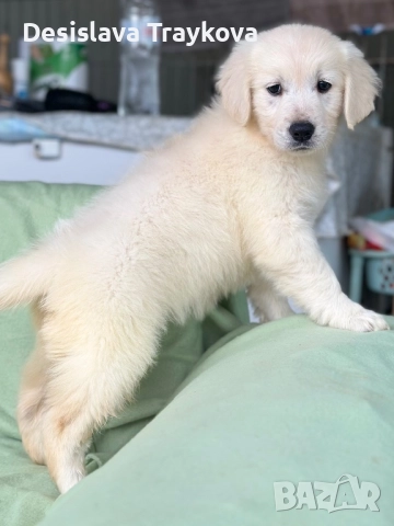 Прекрасни бебета Голдън ретривър 