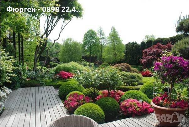 Кълбовидна Туя  - западна Даника / Thuja occidentalis Danica, снимка 3 - Разсади - 43761745