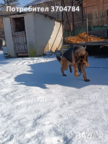 Продавам немска овчарка , снимка 14 - Немска овчарка - 53163238
