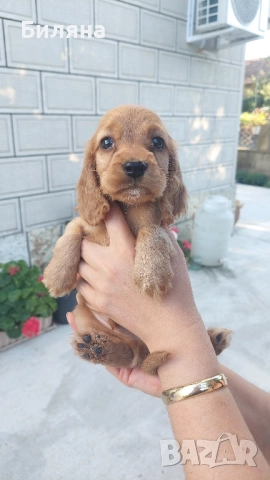 кокер шпаньол, снимка 1