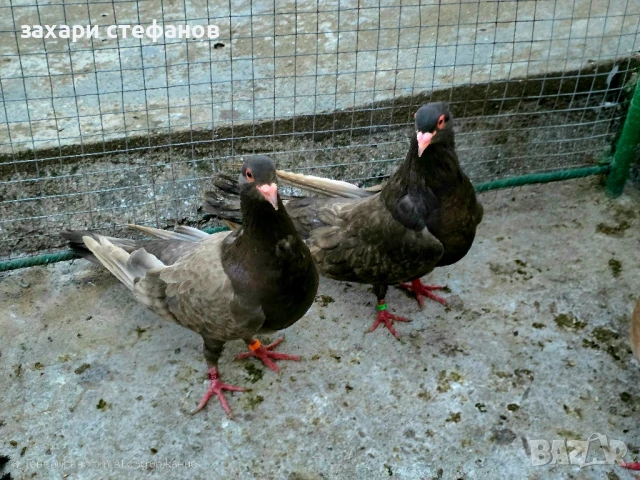 Римски гълъби (Рьомери), снимка 16 - Гълъби - 51181839