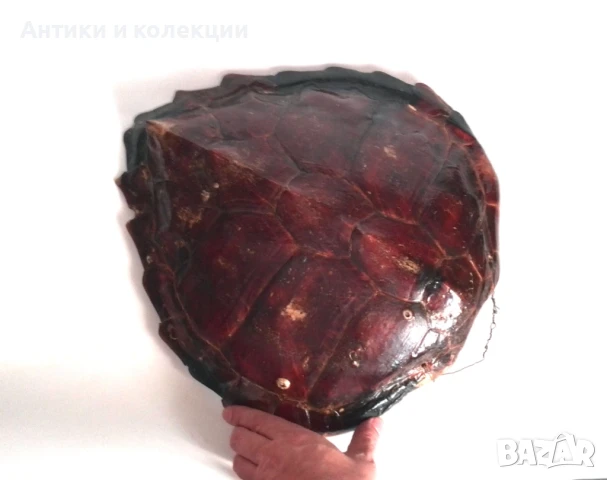 голяма коруба на австралийска костенурка, снимка 8 - Антикварни и старинни предмети - 51261609