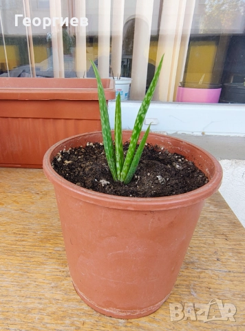 Алое Вера - лечебно в саксия. 10лв., снимка 4 - Стайни растения - 51907521