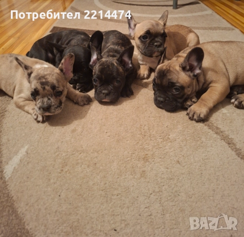 Френски булдочета, снимка 5 - Френски булдог - 52877847