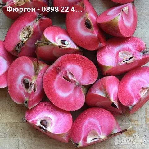 Ябълка  RedLove “Sirena” – “  Червена луна”, снимка 3 - Разсади - 47767335