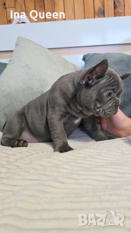 Родословни Френски Булдог Лилак , снимка 2 - Френски булдог - 53242833