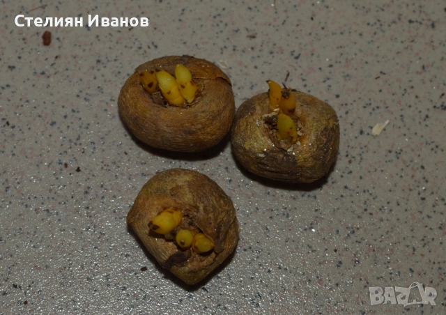 Коридалис (Corydalis solida 'Beth Evans') – грудки, снимка 2 - Сортови семена и луковици - 52371836