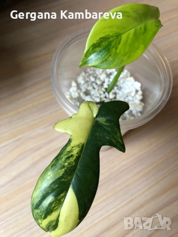 Philodendron Florida Beauty 