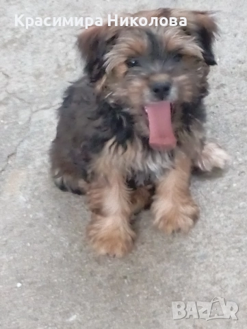 продавам 2 йоркита!.., снимка 13 - Йоркширски териер - 51533373